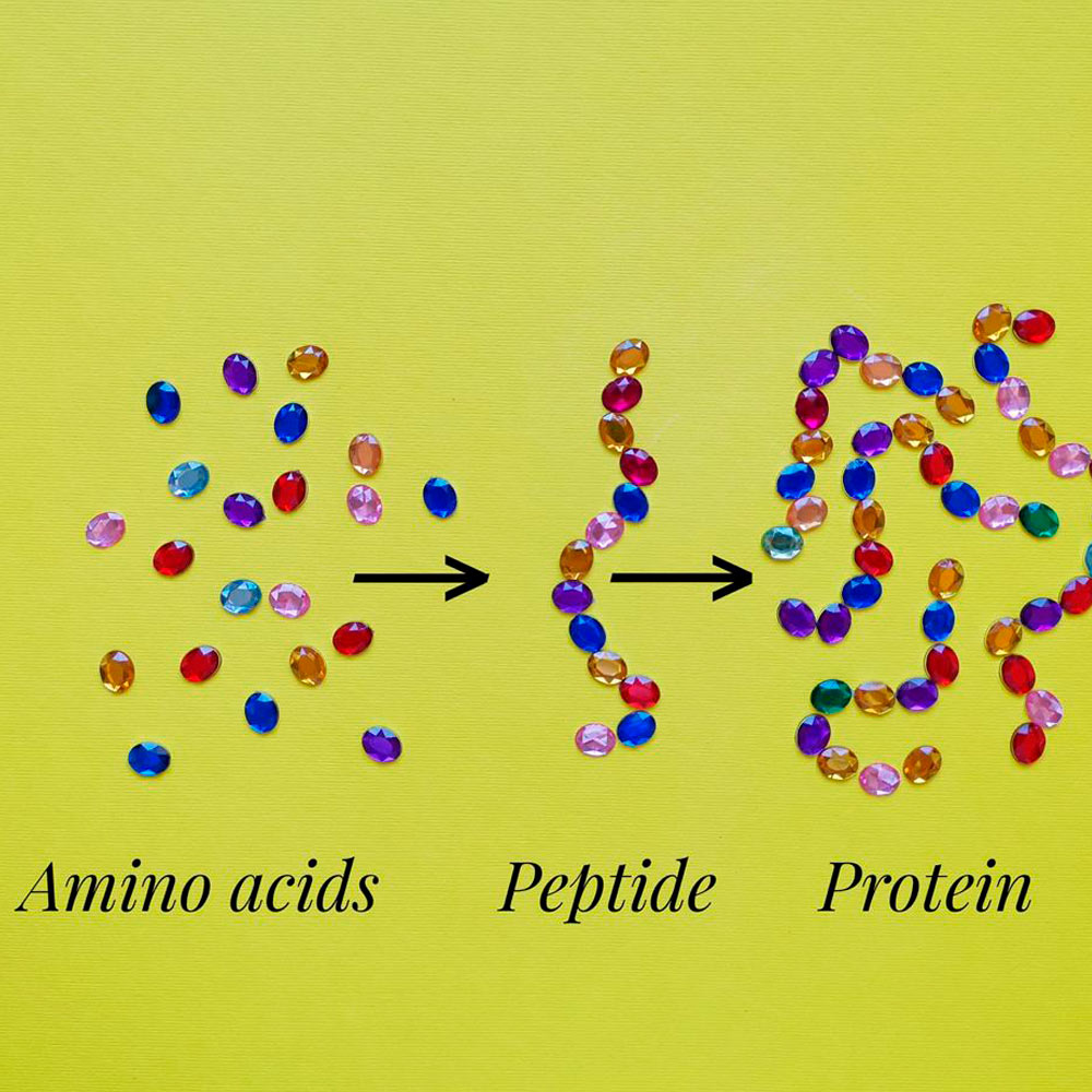 Пептиди – це білки